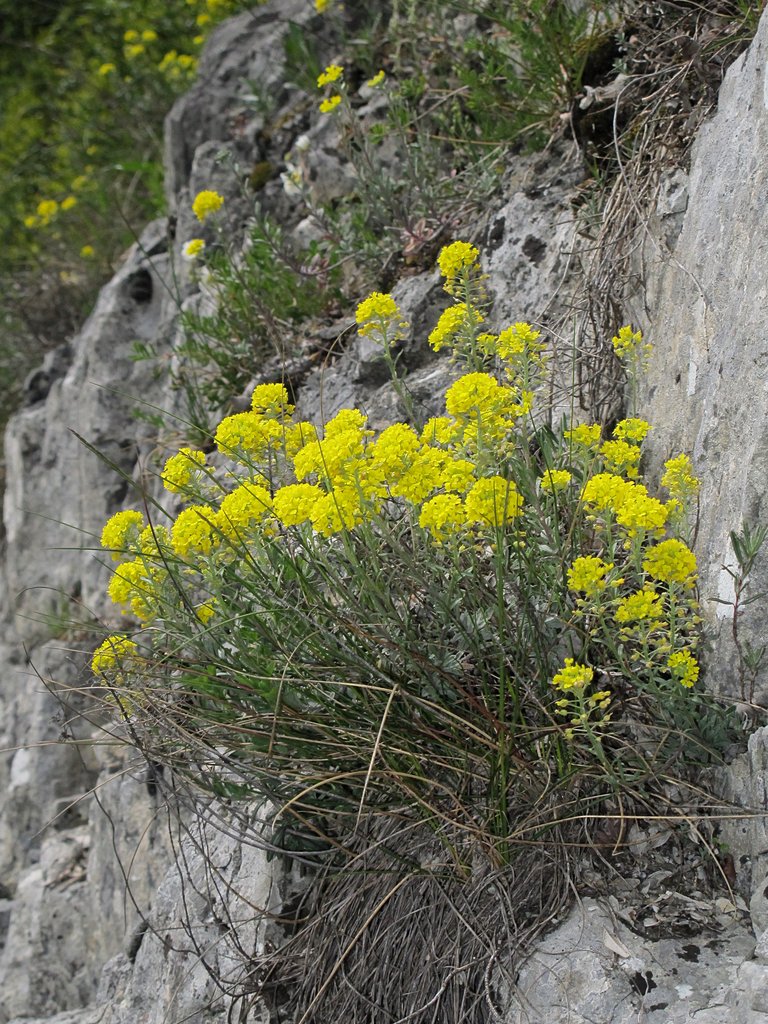 Alyssum montanum